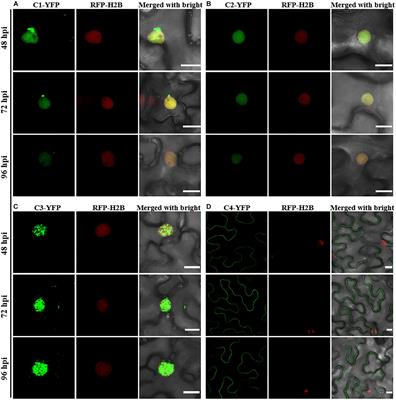 Dynamic Subcellular Localization, Accumulation, and Interactions of Proteins From Tomato Yellow Leaf Curl China Virus and Its Associated Betasatellite